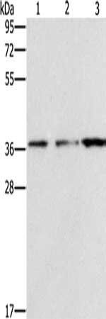NSMCE3 Antibody