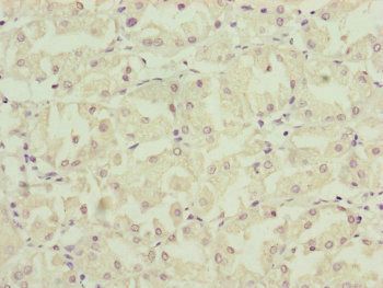 NDUFA12 Antibody