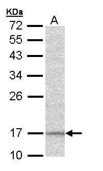 NADH:ubiquinone oxidoreductase subunit A12 Antibody
