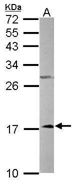 NADH:ubiquinone oxidoreductase subunit A12 Antibody