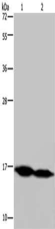 NDUFA13 Antibody