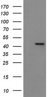 NDUFB10 Antibody