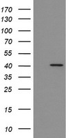 NDUFB10 Antibody