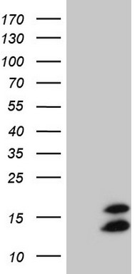 NDUFB11 Antibody