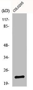 NDUFB9 Antibody