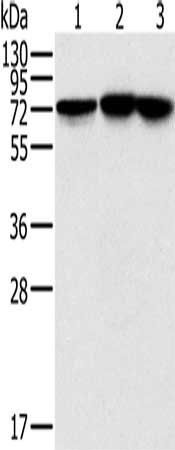 NDUFS1 Antibody