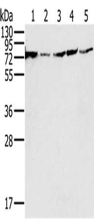 NDUFS1 Antibody