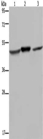NDUFS2 Antibody