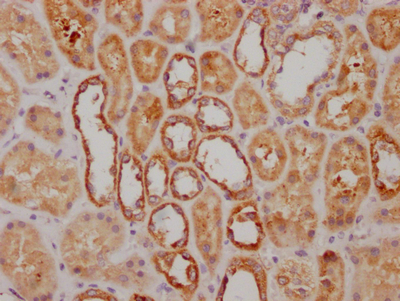 NDUFS3 Antibody