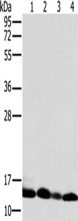NDUFS5 Antibody