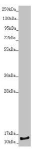 NDUFS6 Antibody