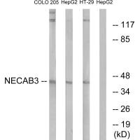 NECAB3 Antibody