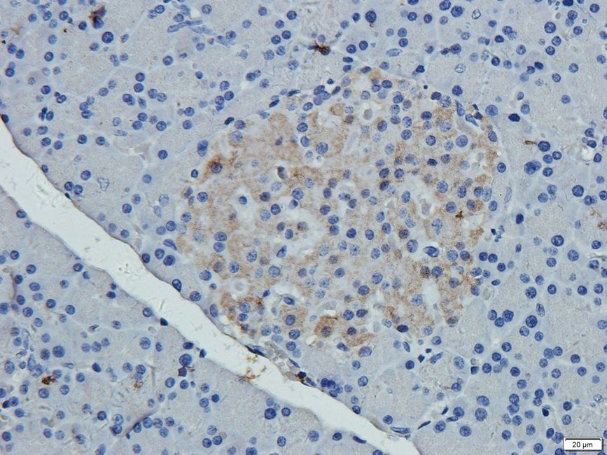 NECT4 antibody