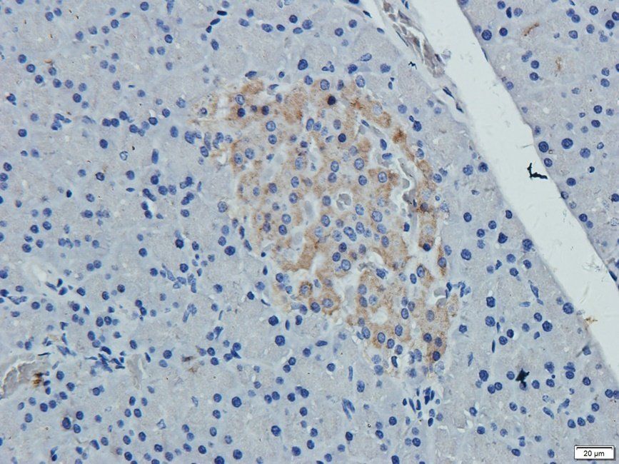 NECT4 antibody