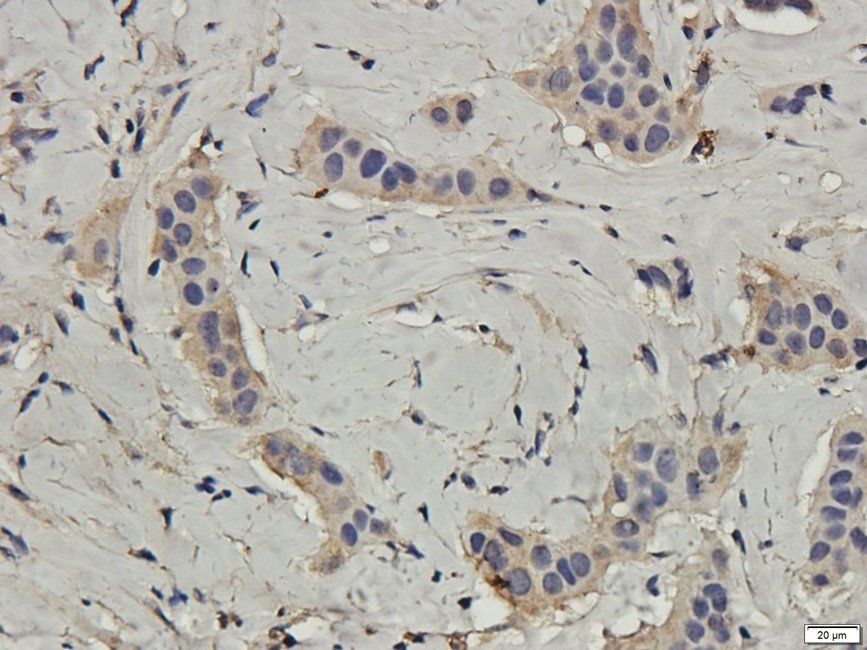 NECT4 antibody