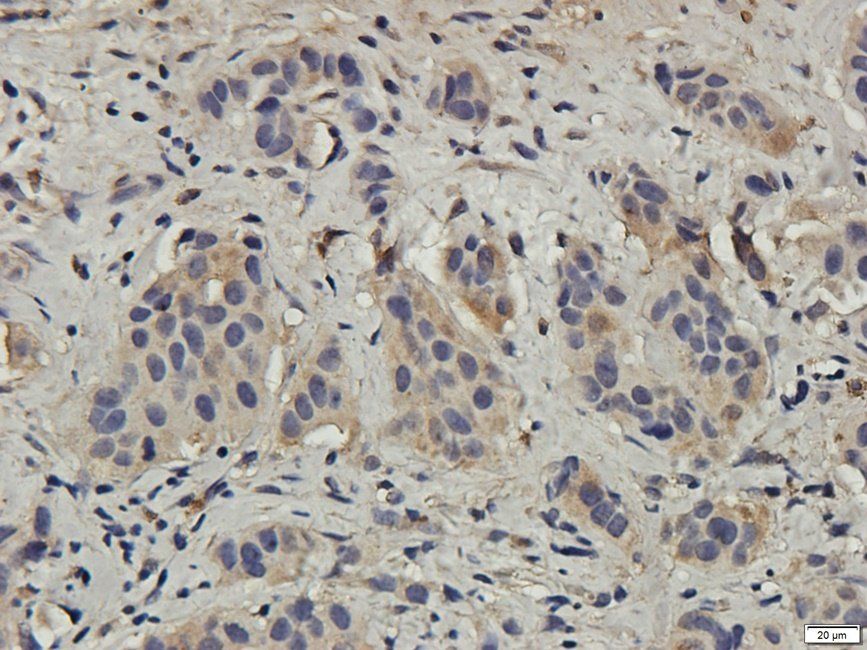 NECT4 antibody