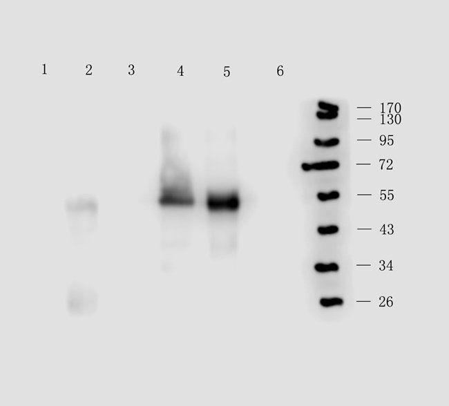 NECT4 antibody