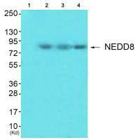 NEDD8 Antibody