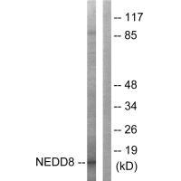 NEDD8 Antibody