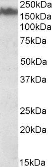 NEFM/NF-M Antibody