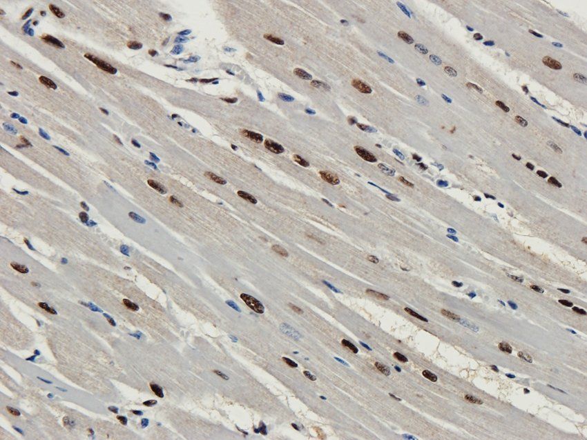 Nesprin 1 Rabbit Polyclonal Antibody