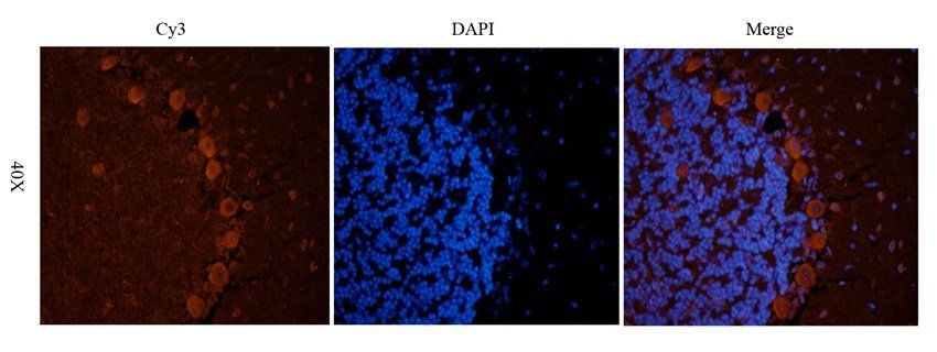 Nesprin 1 Rabbit Polyclonal Antibody