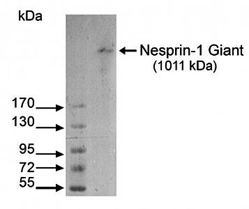 Nesprin 1 Monoclonal Antibody
