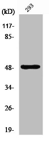 NEUROD2 Antibody