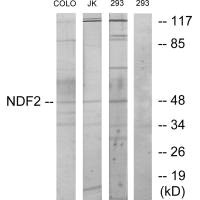 NEUROD2 Antibody