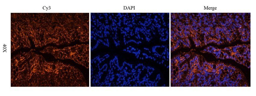 Neuroplastin Rabbit Polyclonal Antibody