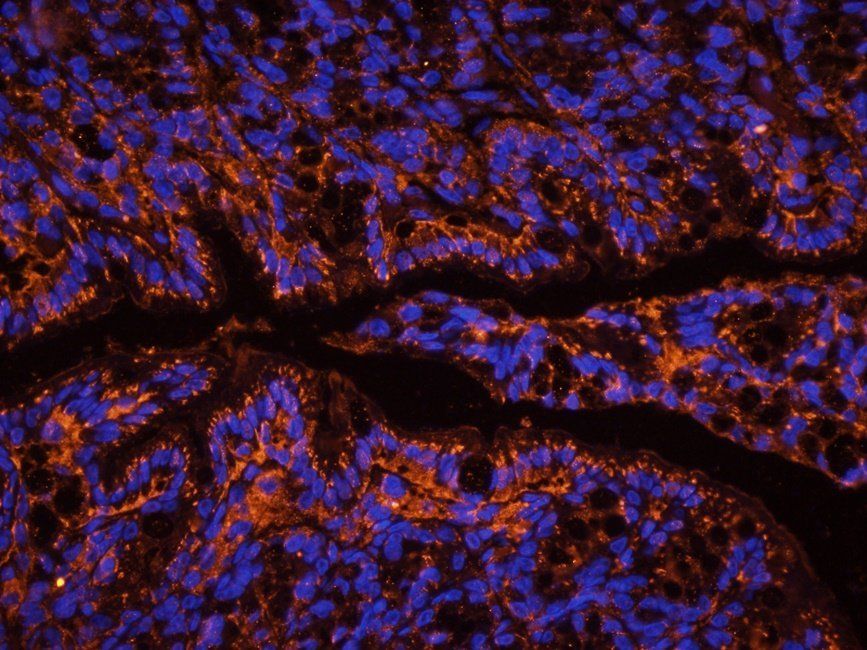 Neuroplastin Rabbit Polyclonal Antibody