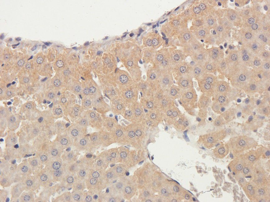 Neuroplastin Rabbit Polyclonal Antibody