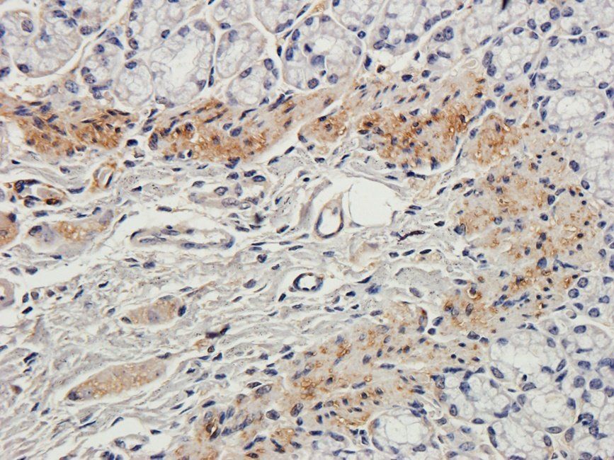 Neuroplastin Rabbit Polyclonal Antibody
