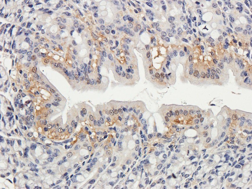 Neuroplastin Rabbit Polyclonal Antibody