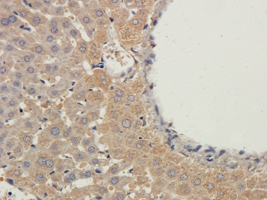 Neuroplastin Rabbit Polyclonal Antibody