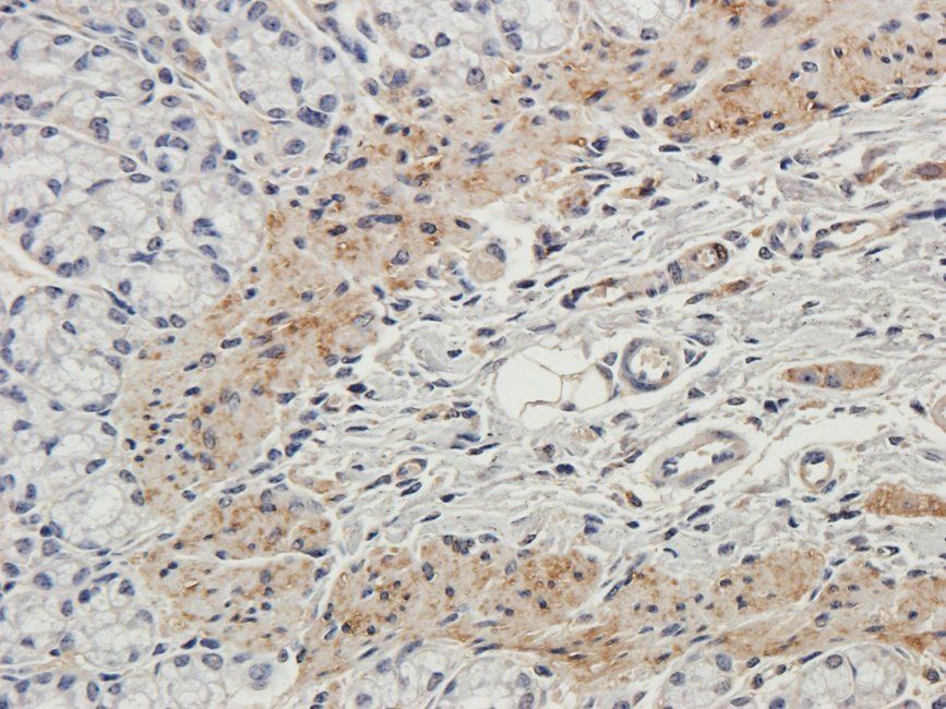 Neuroplastin Rabbit Polyclonal Antibody