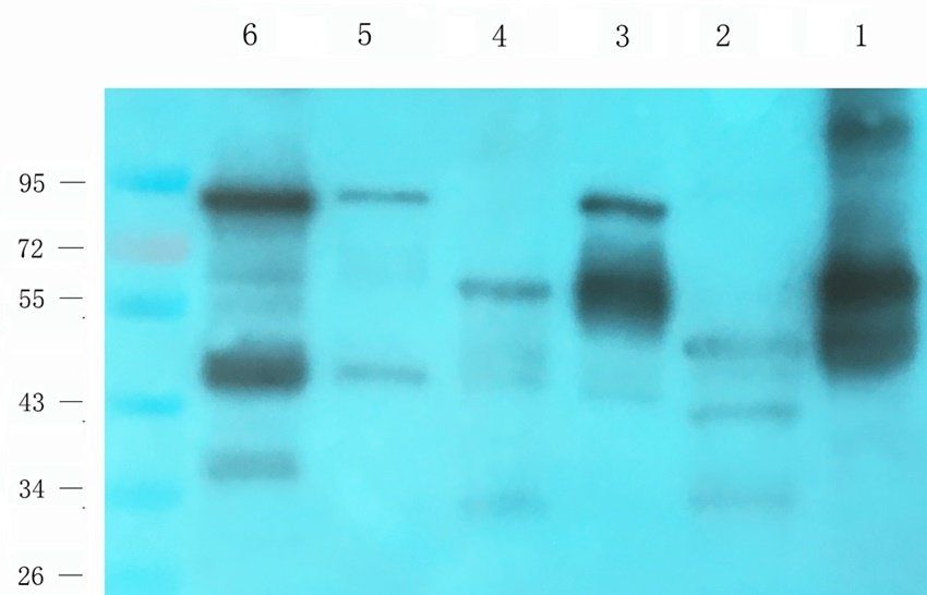 Neuroplastin Rabbit Polyclonal Antibody