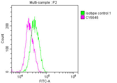 ELANE Antibody