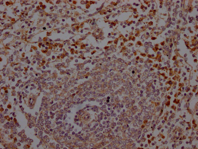 ELANE Antibody