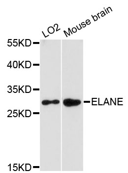 Neutrophil Elastase (ELANE) polyclonal antibody