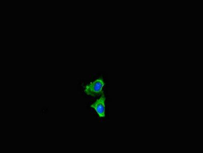 NF2 Antibody