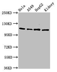 NFATC3 Antibody