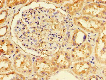 NFE2L1 Antibody