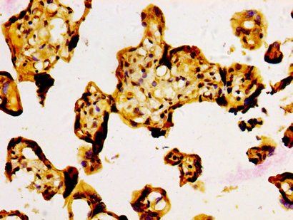 NFE2L3 Antibody