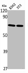 NFE2L3 Antibody