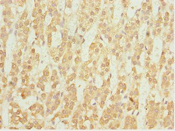 NFIL3 Antibody