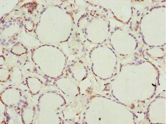 NFIL3 Antibody
