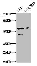 RELA Antibody