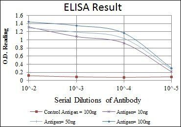 NFKB1 Antibody
