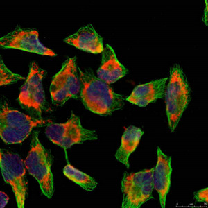 NFKB2 Antibody